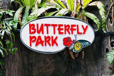 Butterfly Park and Insect Kingdom - singapore